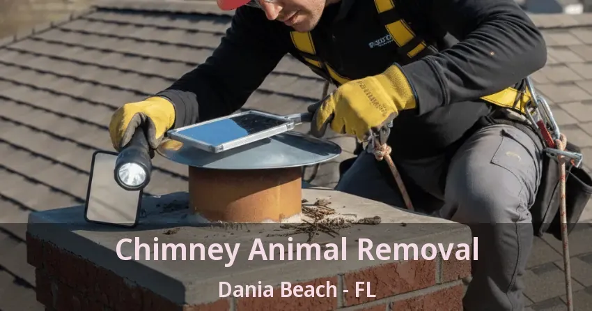 Chimney Animal Removal Dania Beach - FL